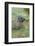 South Georgia. Prion Island. Antarctic Fur Seal in Tussock During Snow-Inger Hogstrom-Framed Photographic Print