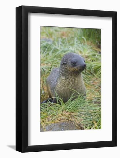 South Georgia. Prion Island. Antarctic Fur Seal in Tussock During Snow-Inger Hogstrom-Framed Photographic Print