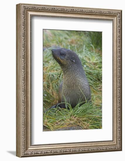 South Georgia. Prion Island. Antarctic Fur Seal in Tussock During Snow-Inger Hogstrom-Framed Photographic Print