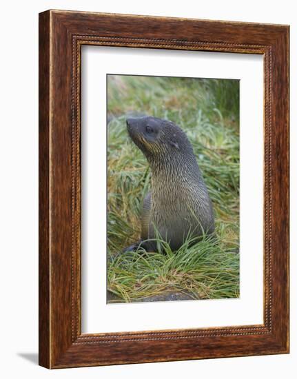 South Georgia. Prion Island. Antarctic Fur Seal in Tussock During Snow-Inger Hogstrom-Framed Photographic Print