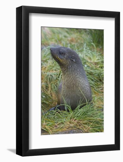 South Georgia. Prion Island. Antarctic Fur Seal in Tussock During Snow-Inger Hogstrom-Framed Photographic Print