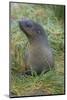 South Georgia. Prion Island. Antarctic Fur Seal in Tussock During Snow-Inger Hogstrom-Mounted Photographic Print