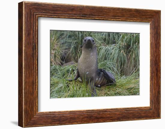 South Georgia. Prion Island. Antarctic Fur Seal in Tussock During Snow-Inger Hogstrom-Framed Photographic Print