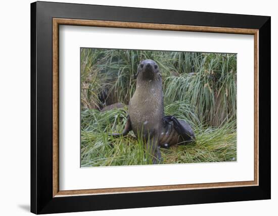 South Georgia. Prion Island. Antarctic Fur Seal in Tussock During Snow-Inger Hogstrom-Framed Photographic Print