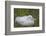 South Georgia. Prion Island. Wandering Albatross on its Nest in Snow-Inger Hogstrom-Framed Photographic Print