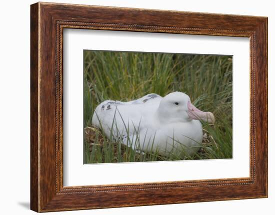 South Georgia. Prion Island. Wandering Albatross on its Nest in Snow-Inger Hogstrom-Framed Photographic Print