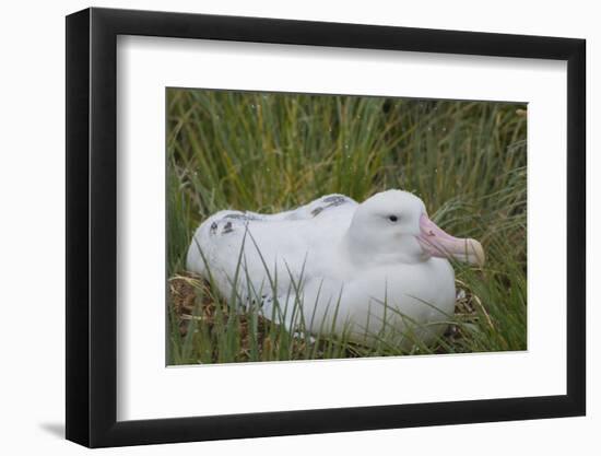 South Georgia. Prion Island. Wandering Albatross on its Nest in Snow-Inger Hogstrom-Framed Photographic Print