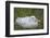 South Georgia. Prion Island. Wandering Albatross on its Nest in Snow-Inger Hogstrom-Framed Photographic Print