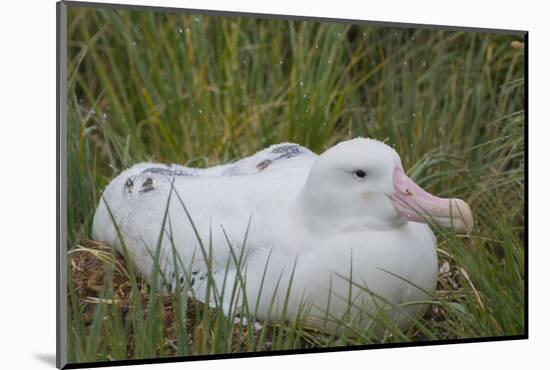 South Georgia. Prion Island. Wandering Albatross on its Nest in Snow-Inger Hogstrom-Mounted Photographic Print