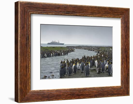 South Georgia. Saint Andrews. Crowd of King Penguins Line a Stream-Inger Hogstrom-Framed Photographic Print