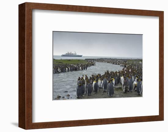 South Georgia. Saint Andrews. Crowd of King Penguins Line a Stream-Inger Hogstrom-Framed Photographic Print