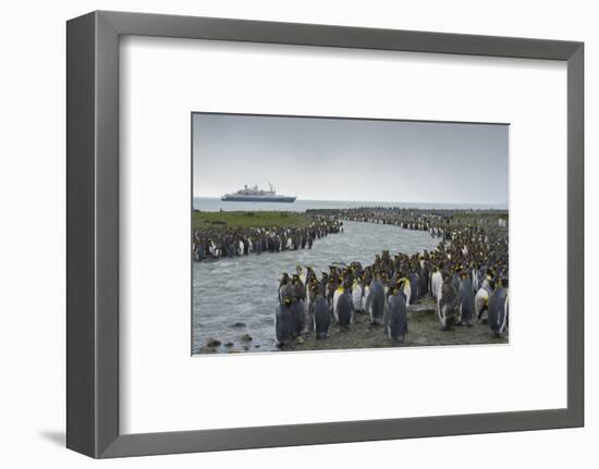 South Georgia. Saint Andrews. Crowd of King Penguins Line a Stream-Inger Hogstrom-Framed Photographic Print