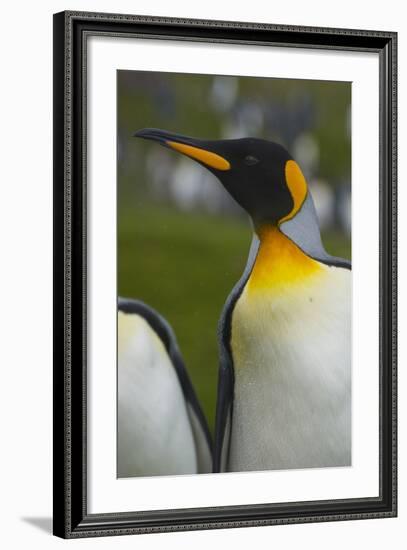 South Georgia. Saint Andrews. King Penguin, Aptenodytes Patagonicus-Inger Hogstrom-Framed Photographic Print