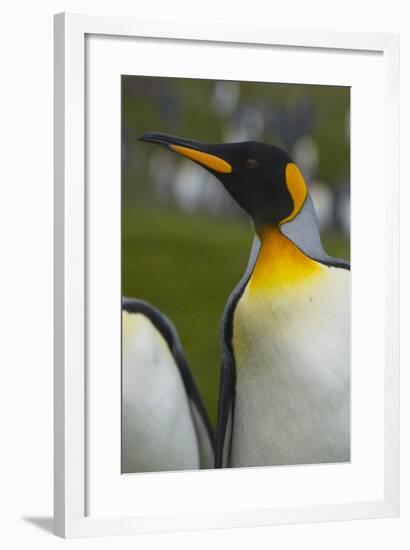 South Georgia. Saint Andrews. King Penguin, Aptenodytes Patagonicus-Inger Hogstrom-Framed Photographic Print