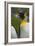 South Georgia. Saint Andrews. King Penguin, Aptenodytes Patagonicus-Inger Hogstrom-Framed Photographic Print