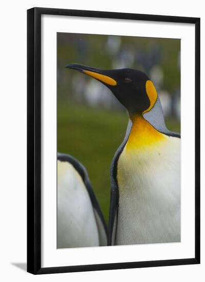 South Georgia. Saint Andrews. King Penguin, Aptenodytes Patagonicus-Inger Hogstrom-Framed Photographic Print