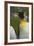 South Georgia. Saint Andrews. King Penguin, Aptenodytes Patagonicus-Inger Hogstrom-Framed Photographic Print