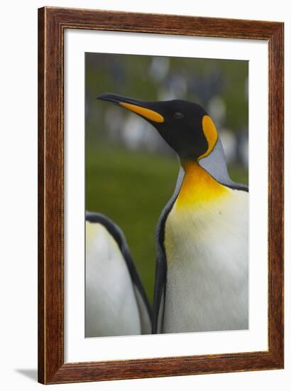 South Georgia. Saint Andrews. King Penguin, Aptenodytes Patagonicus-Inger Hogstrom-Framed Photographic Print