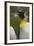 South Georgia. Saint Andrews. King Penguin, Aptenodytes Patagonicus-Inger Hogstrom-Framed Photographic Print