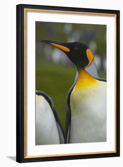 South Georgia. Saint Andrews. King Penguin, Aptenodytes Patagonicus-Inger Hogstrom-Framed Photographic Print