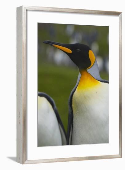 South Georgia. Saint Andrews. King Penguin, Aptenodytes Patagonicus-Inger Hogstrom-Framed Photographic Print