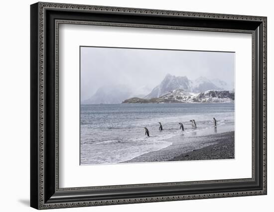 South Georgia, Salisbury Plain. After a snowfall, the beach at Salisbury Plain-Ellen Goff-Framed Photographic Print