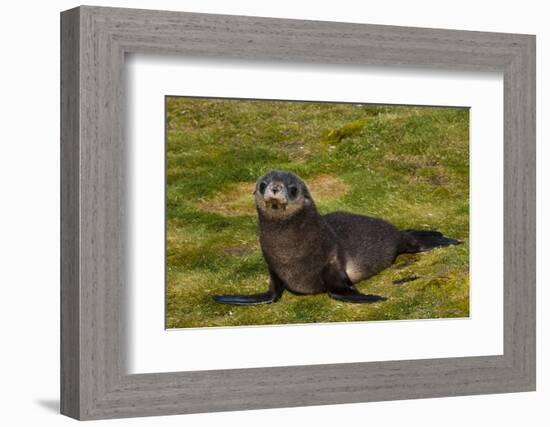 South Georgia. Salisbury Plain. Antarctic Fur Seal Pup-Inger Hogstrom-Framed Photographic Print