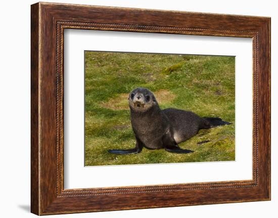 South Georgia. Salisbury Plain. Antarctic Fur Seal Pup-Inger Hogstrom-Framed Photographic Print