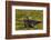 South Georgia. Salisbury Plain. Antarctic Fur Seal Pup-Inger Hogstrom-Framed Photographic Print