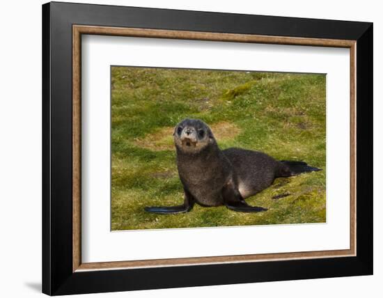 South Georgia. Salisbury Plain. Antarctic Fur Seal Pup-Inger Hogstrom-Framed Photographic Print