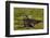 South Georgia. Salisbury Plain. Antarctic Fur Seal Pup-Inger Hogstrom-Framed Photographic Print