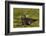 South Georgia. Salisbury Plain. Antarctic Fur Seal Pup-Inger Hogstrom-Framed Photographic Print