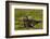 South Georgia. Salisbury Plain. Antarctic Fur Seal Pup-Inger Hogstrom-Framed Photographic Print