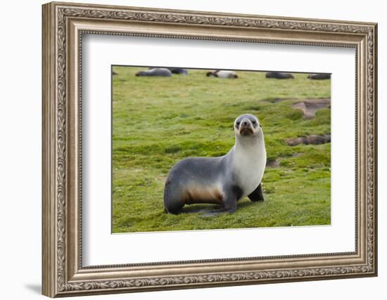 South Georgia. Salisbury Plain. Antarctic Fur Seal Standing-Inger Hogstrom-Framed Photographic Print