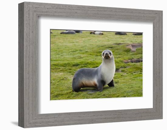 South Georgia. Salisbury Plain. Antarctic Fur Seal Standing-Inger Hogstrom-Framed Photographic Print