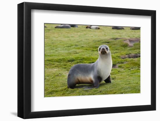 South Georgia. Salisbury Plain. Antarctic Fur Seal Standing-Inger Hogstrom-Framed Photographic Print