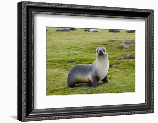 South Georgia. Salisbury Plain. Antarctic Fur Seal Standing-Inger Hogstrom-Framed Photographic Print