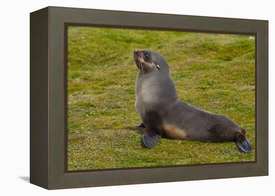 South Georgia. Salisbury Plain. Antarctic Fur Seal-Inger Hogstrom-Framed Premier Image Canvas