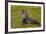 South Georgia. Salisbury Plain. Antarctic Fur Seal-Inger Hogstrom-Framed Photographic Print