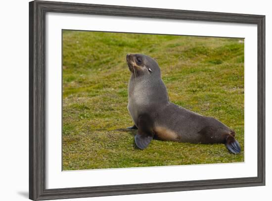 South Georgia. Salisbury Plain. Antarctic Fur Seal-Inger Hogstrom-Framed Photographic Print