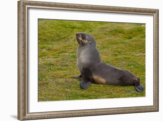 South Georgia. Salisbury Plain. Antarctic Fur Seal-Inger Hogstrom-Framed Photographic Print