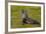 South Georgia. Salisbury Plain. Antarctic Fur Seal-Inger Hogstrom-Framed Photographic Print