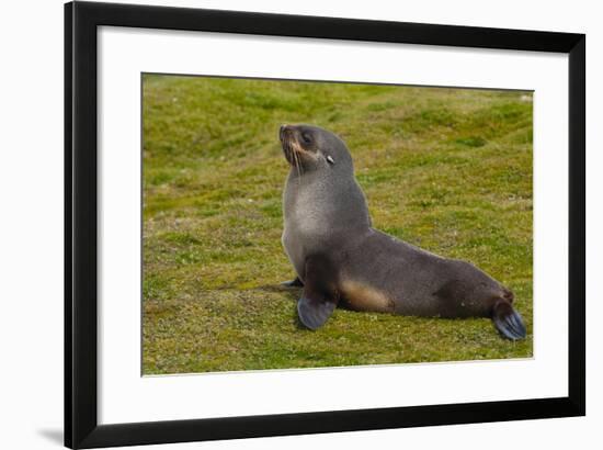South Georgia. Salisbury Plain. Antarctic Fur Seal-Inger Hogstrom-Framed Photographic Print