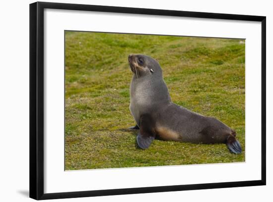South Georgia. Salisbury Plain. Antarctic Fur Seal-Inger Hogstrom-Framed Photographic Print