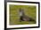 South Georgia. Salisbury Plain. Antarctic Fur Seal-Inger Hogstrom-Framed Photographic Print