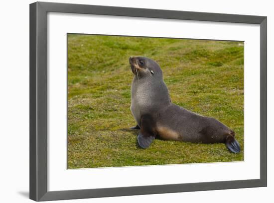 South Georgia. Salisbury Plain. Antarctic Fur Seal-Inger Hogstrom-Framed Photographic Print