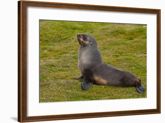 South Georgia. Salisbury Plain. Antarctic Fur Seal-Inger Hogstrom-Framed Photographic Print