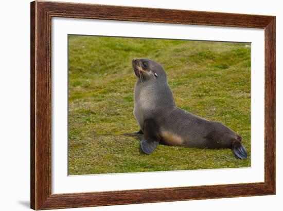 South Georgia. Salisbury Plain. Antarctic Fur Seal-Inger Hogstrom-Framed Photographic Print