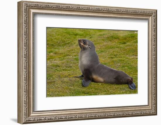 South Georgia. Salisbury Plain. Antarctic Fur Seal-Inger Hogstrom-Framed Photographic Print