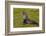 South Georgia. Salisbury Plain. Antarctic Fur Seal-Inger Hogstrom-Framed Photographic Print